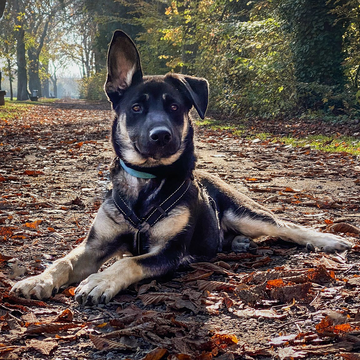 Kamperen met hond in de herfst